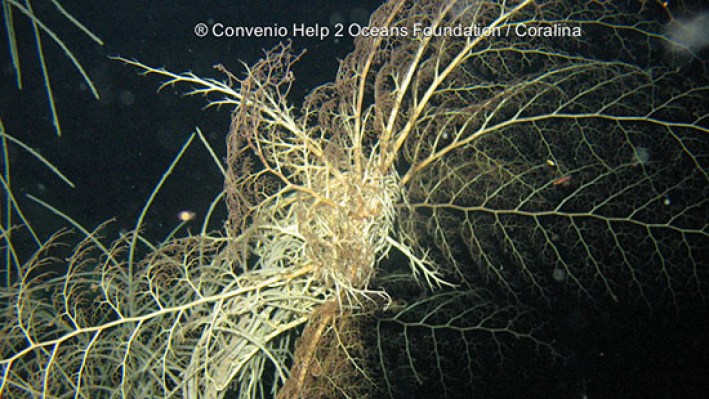 Basket star (5)